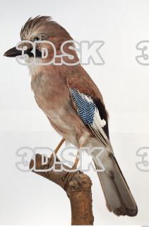 Jay - Garrulus glandarius 0026